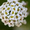 Alyssum