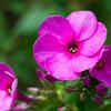 Phlox