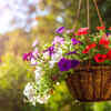 Petunia