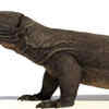 Megalania