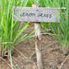 Lemongrass