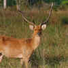 Barasingha
