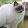 Birman