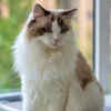 Ragdoll