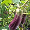 ​Raw Eggplant