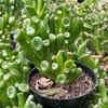 lavender plant no flowers Lavender Phenomenal 1 Gallon