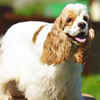 Cocker Spaniel