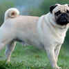 Pug
