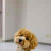Article image for: <i class="tbold">bella</i>