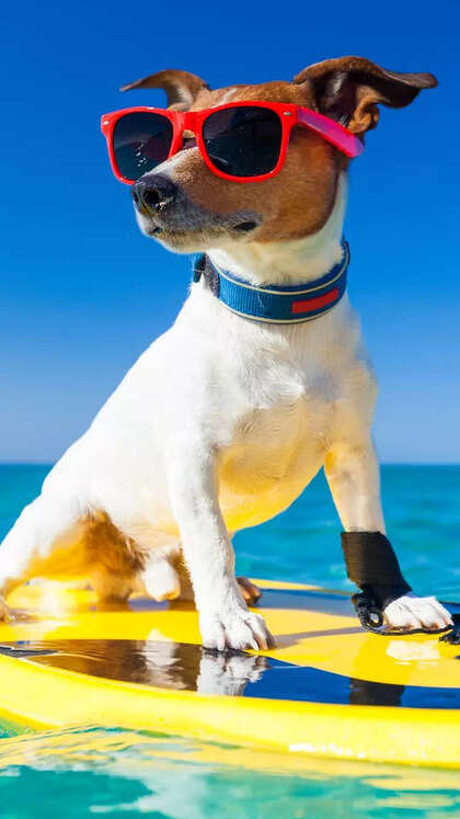 Top 10 most popular dog names for 2025