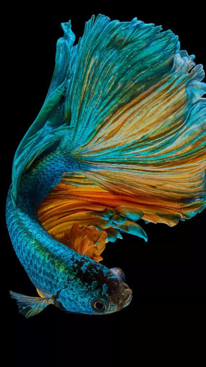 10 beginner-friendly and easy to care for fish perfect for home aquariums 