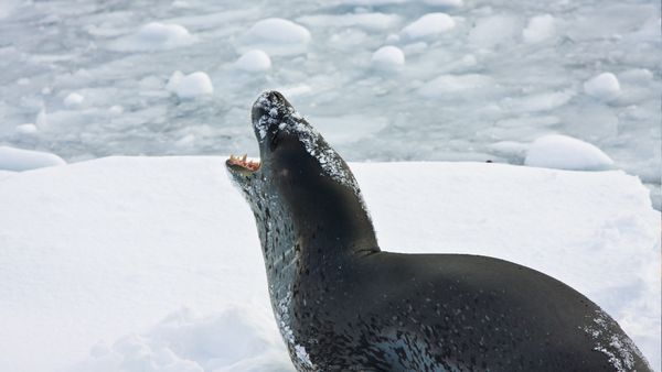 Seal