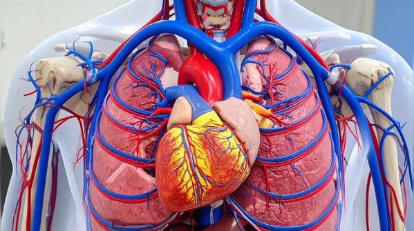 4 everyday foods that naturally keep your arteries clear