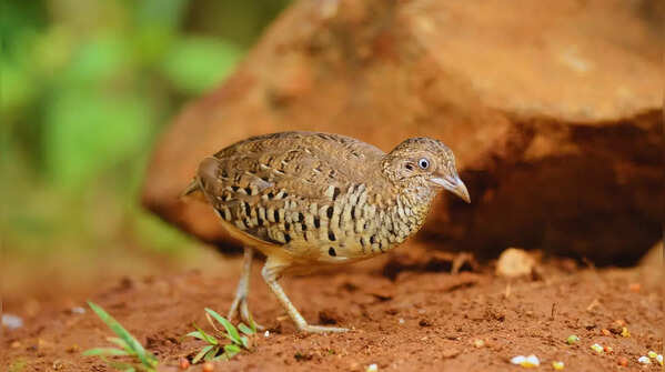 Asian barred buttonquail