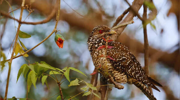 Asian koel