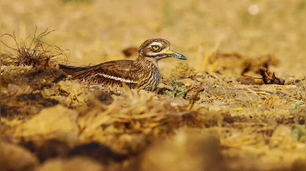 Indian thick-knee