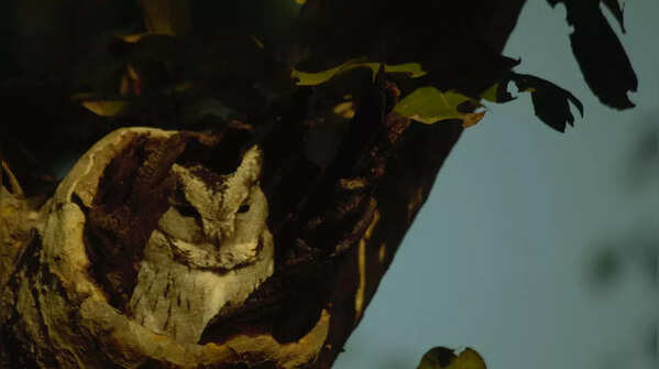 Indian scops owl