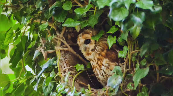 Tawny fish owl