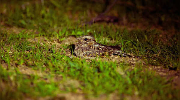 Indian nightjar