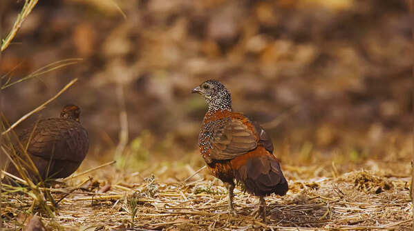 Painted spurfowl