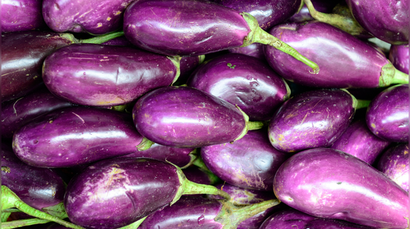 Purple brinjal