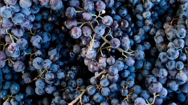 Black grapes