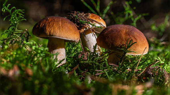 Mushrooms