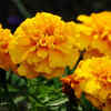 Marigold