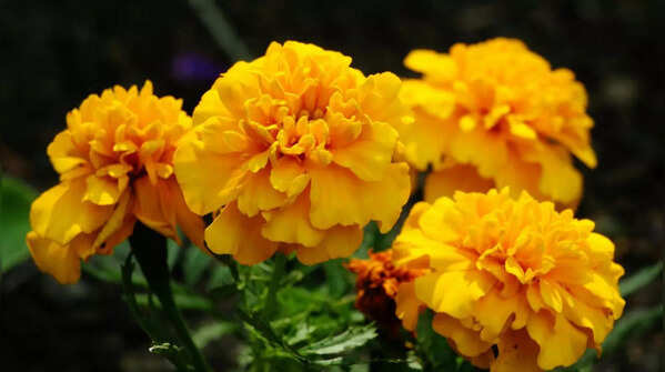 Marigold