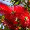 Bottlebrush