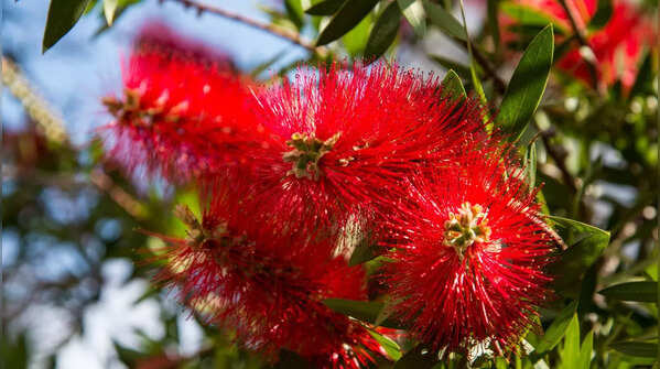 Bottlebrush