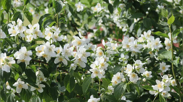 Jasmine