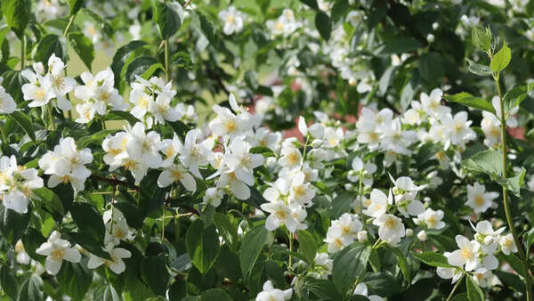 Jasmin