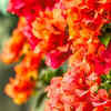 Bougainvillea