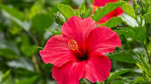 Hibiscus