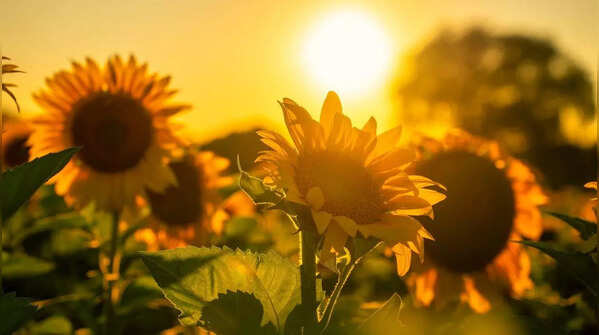 Sunflower