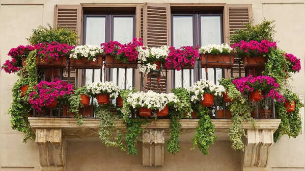 8 plants that attract birds in your balcony