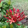 Ixora