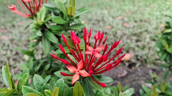 Ixora