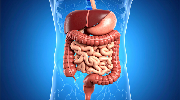 Digestion feels less heavy