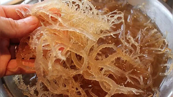 Sea moss: Potential benefits of the new 'superfood'