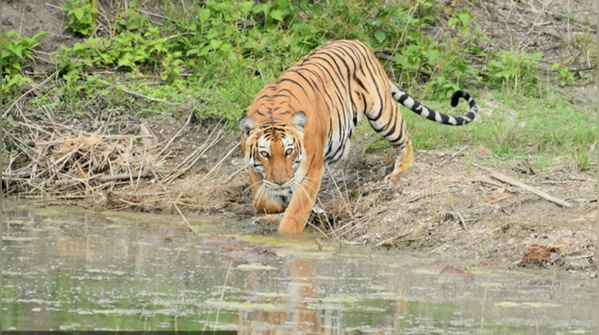 Resort owners urge govt to lift safari suspension