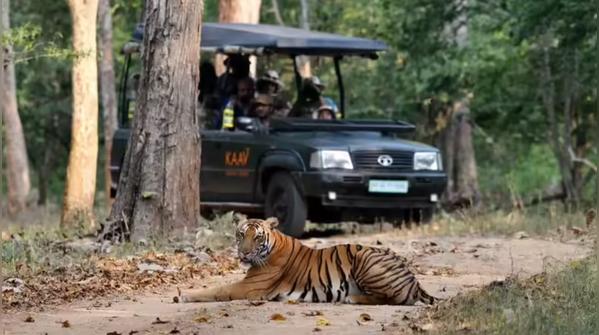 Forest department loses safari fee revenue