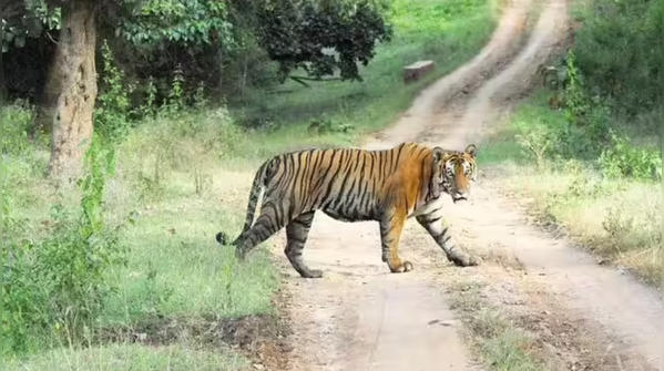 No scientific link between safaris and tiger attacks