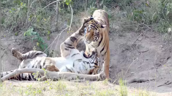 Safari routes far from conflict zones