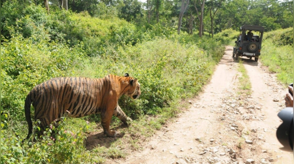 Livelihoods of local and tribal communities at risk