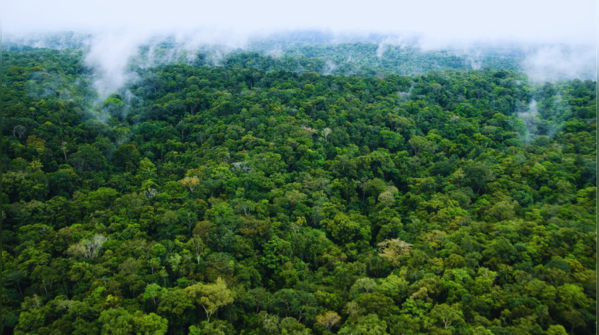 Old-growth, moss-dense forests