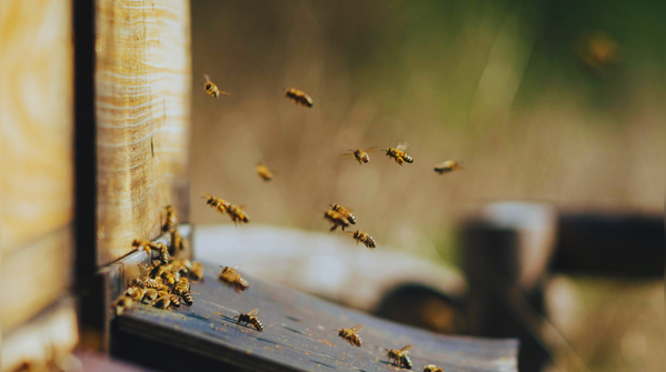 Bee-house apiaries