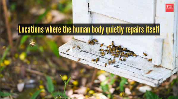 Locations where the human body quietly repairs itself