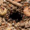 How to get rid of ants in plant soil without harming your plants | - The  Times of India